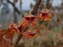 Attēlu rezultāti vaicājumam “Hamamelis vernalis bud”