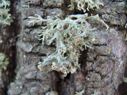 Attēlu rezultāti vaicājumam “Ramalina fastigiata”