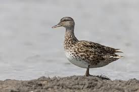 Attēlu rezultāti vaicājumam “Anas strepera female”