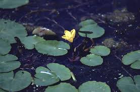 Attēlu rezultāti vaicājumam “Ranunculus lingua leaf”