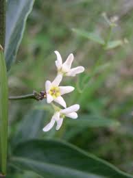 Attēlu rezultāti vaicājumam “Vincetoxicum hirundinaria flower”