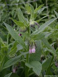 Attēlu rezultāti vaicājumam “Symphytum officinale flower”