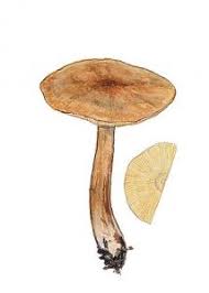 Attēlu rezultāti vaicājumam “Clavulinopsis cinerioides”