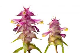 Attēlu rezultāti vaicājumam “Melampyrum cristatum”