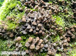 Attēlu rezultāti vaicājumam “Psathyrella pygmaea”