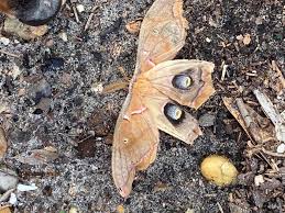 Attēlu rezultāti vaicājumam “Bupalus piniaria male”