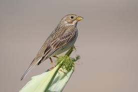 Image result for Emberiza calandra