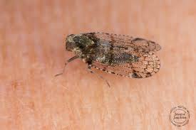 Attēlu rezultāti vaicājumam “Cixius sp.”