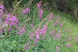 Image result for Epilobium angustifolium