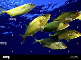 Image result for Seriola dumerili