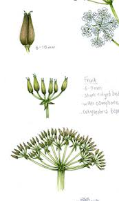 Attēlu rezultāti vaicājumam “Anthriscus sylvestris fruit”