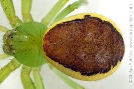 Attēlu rezultāti vaicājumam “Diaea dorsata”