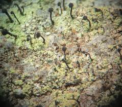 Attēlu rezultāti vaicājumam “Chaenotheca phaeocephala”