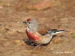 Attēlu rezultāti vaicājumam “Carduelis cannabina adult”
