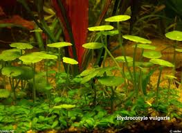 Attēlu rezultāti vaicājumam “Hydrocotyle vulgaris”