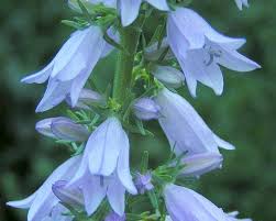 Attēlu rezultāti vaicājumam “Campanula bononiensis”