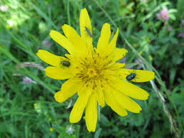 Attēlu rezultāti vaicājumam “Oedemera sp.”