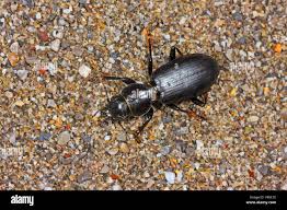 Attēlu rezultāti vaicājumam “Broscus cephalotes”