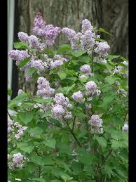 Attēlu rezultāti vaicājumam “Syringa vulgaris flower”