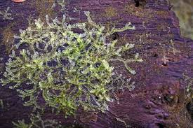 Attēlu rezultāti vaicājumam “Lophocolea bidentata”