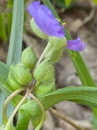 Attēlu rezultāti vaicājumam “Tradescantia virginiana”