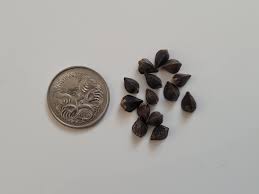 Attēlu rezultāti vaicājumam “Fagopyrum esculentum fruit”