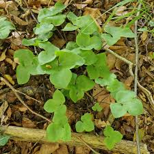 Attēlu rezultāti vaicājumam “Hepatica nobilis fruit”