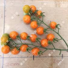 Afbeeldingsresultaat voor oranje van goeienbier tomato