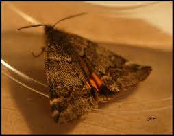 Attēlu rezultāti vaicājumam “Boudinotiana notha”