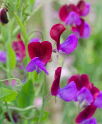 Attēlu rezultāti vaicājumam “Lathyrus”