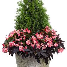 Attēlu rezultāti vaicājumam “Thuja occidentalis flower”