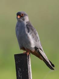 Image result for Falco amurensis