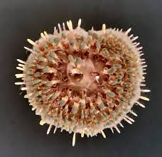 Attēlu rezultāti vaicājumam “Penicillium vulpinum”