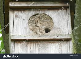 Attēlu rezultāti vaicājumam “Sitta europaea nest”