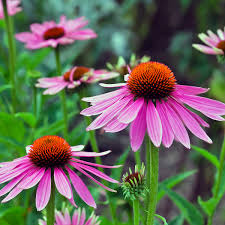 Image result for Echinacea angustifolia