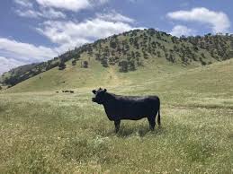 Image result for ganado bovino