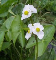 Attēlu rezultāti vaicājumam “Sagittaria sagittifolia flower”