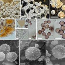 Attēlu rezultāti vaicājumam “Diderma chondrioderma sessile”