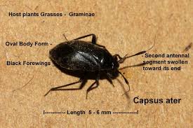 Attēlu rezultāti vaicājumam “Capsus ater”