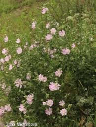 Image result for Lavatera thuringiaca