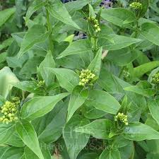 Attēlu rezultāti vaicājumam “Vincetoxicum hirundinaria flower”
