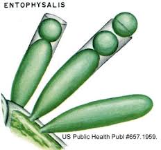 Attēlu rezultāti vaicājumam “Cyanophyta”