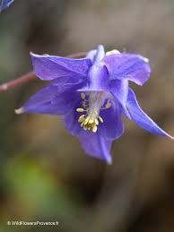Image result for Aquilegia vulgaris