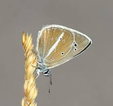 Attēlu rezultāti vaicājumam “Agrodiaetus damon underside”