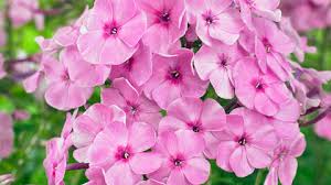 Image result for Phlox (großblumig)