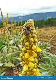 Attēlu rezultāti vaicājumam “Verbascum densiflorum bud”