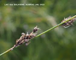 Attēlu rezultāti vaicājumam “Carex lasiocarpa male flower”