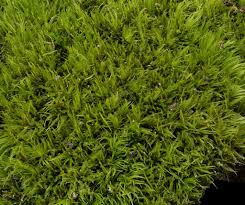 Attēlu rezultāti vaicājumam “Dicranum flagellare”