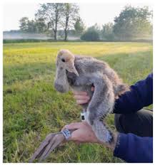 Attēlu rezultāti vaicājumam “Grus grus eggs”