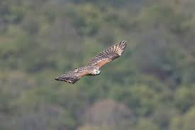 Attēlu rezultāti vaicājumam “Buteo lagopus adult”